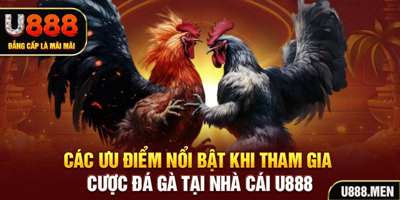 Các ưu điểm nổi bật khi tham gia cược đá gà tại nhà cái U888