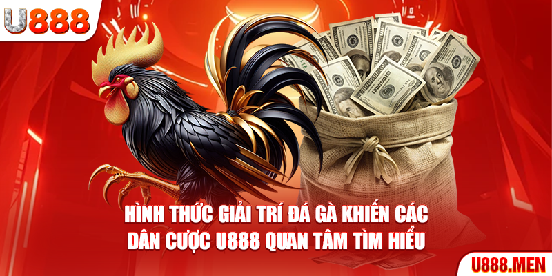 Hình thức giải trí đá gà khiến các dân cược U888 quan tâm tìm hiểu